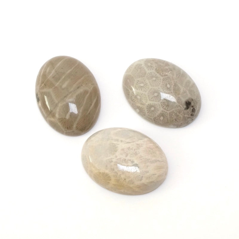 Cabochon pierre naturelle Ovale 20 x 15mm en Corail fossile naturel
