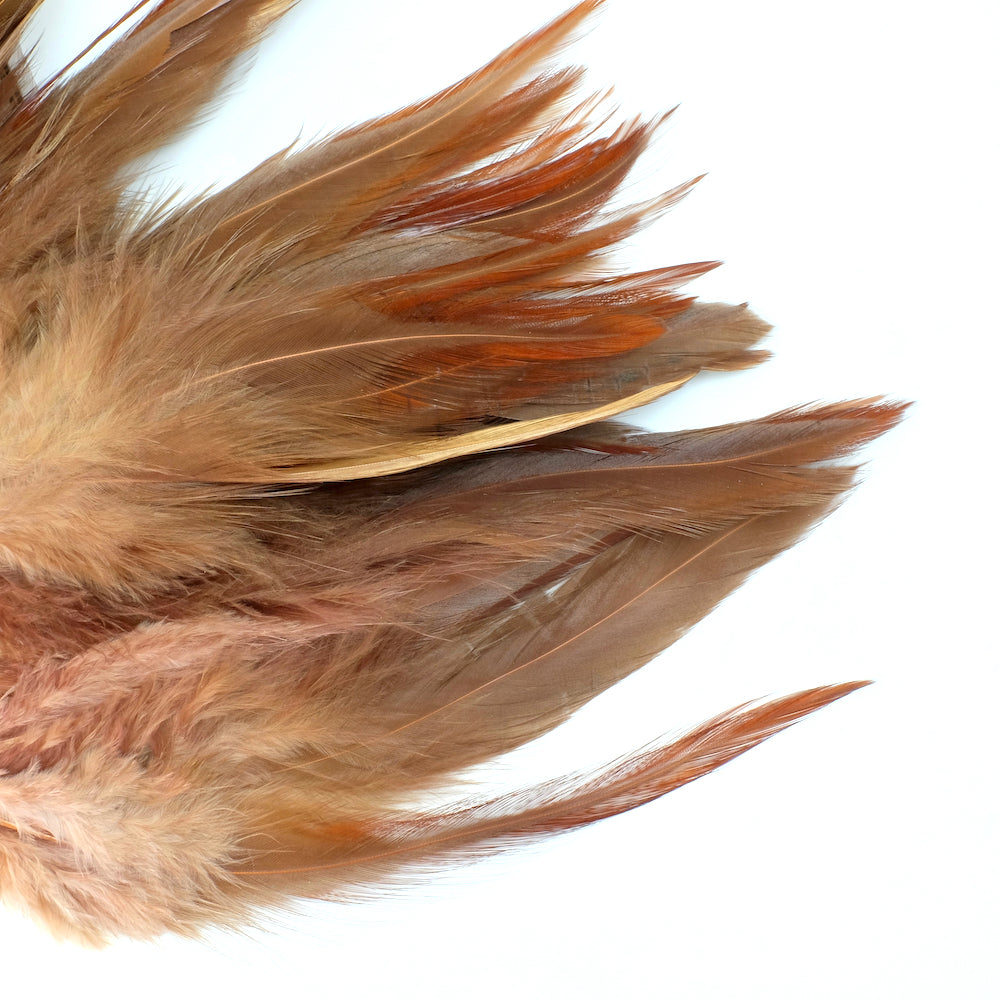 Huit longues plumes de couleur terracotta sur fond blanc.